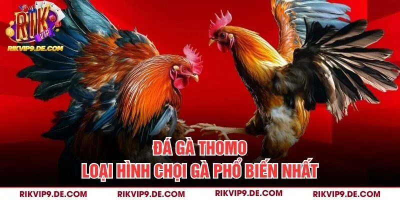 Đá gà Thomo loại hình chọi gà phổ biến nhất