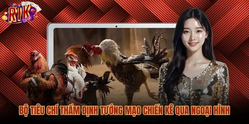 bo-tieu-chi-tham-dinh-tuong-mao-chien-ke-qua-ngoai-hinh Mẹo đá gà quan sát tướng mạo và kết cấu bước chân