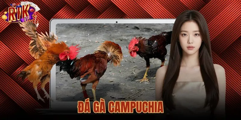 Đá Gà Campuchia Là Gì? Bản Chất, Thể Thức Và Ranh Giới Pháp Lý