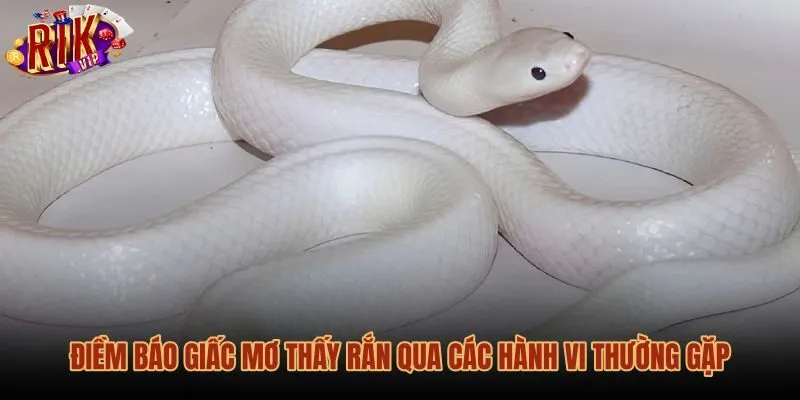 diem-bao-giac-mo-thay-ran-qua-cac-hanh-vi-thuong-gap Giải mã điềm báo khi mơ thấy rắn qua từng hành vi