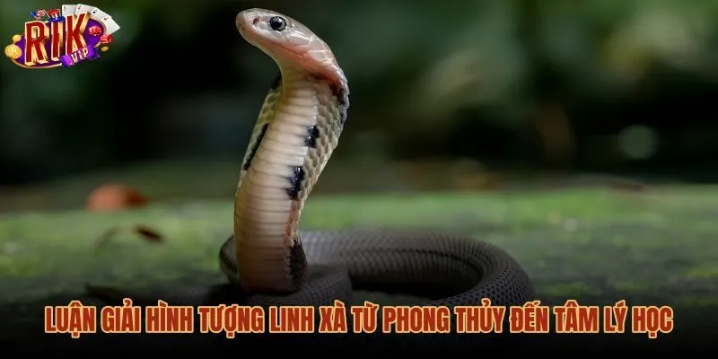 luan-giai-hinh-tuong-linh-xa-tu-phong-thuy-den-tam-ly-hoc Góc nhìn phong thủy và tâm lý học khi mơ thấy rắn