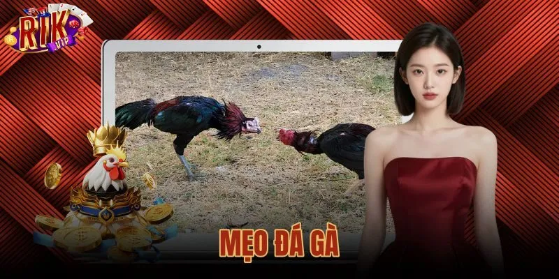 Mẹo Đá Gà Chuẩn Xác - Quy Tắc Soi Tướng Mạo Tại Rikvip
