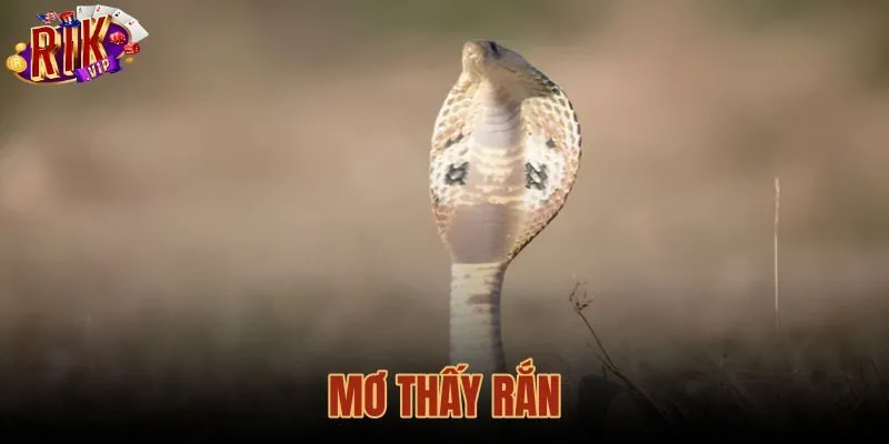Mơ Thấy Rắn Báo Điềm Lành Hay Dữ - Tra Sổ Mơ Rikvip