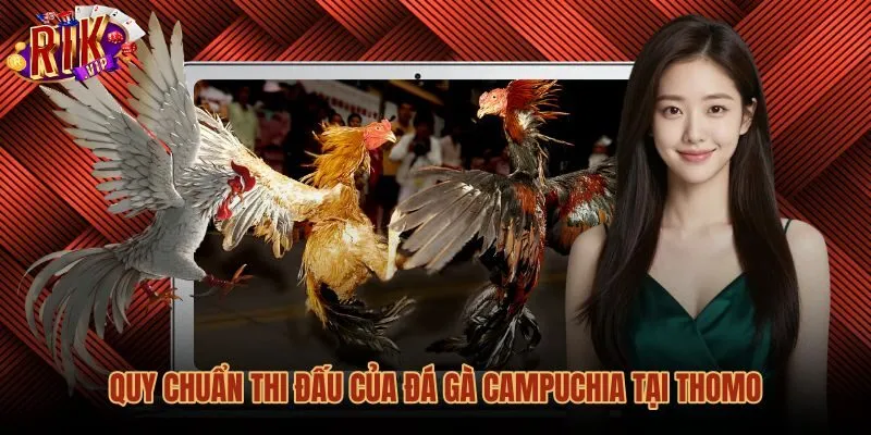 quy-chuan-thi-dau-cua-da-ga-campuchia-tai-thomo Quy chuẩn phân chạng và thể thức đá gà Campuchia tại Thomo